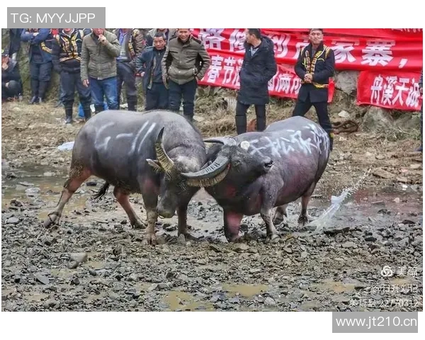 公牛的力量与象征意义：探索自然界中的霸主地位与文化传承